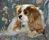 Cavalier King Charles Spaniel